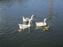 Anser anser domesticus × anser cygnoides domesticus