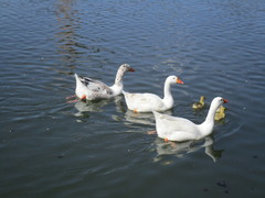 Anser anser domesticus × anser cygnoides domesticus