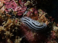 Phyllidiopsis phiphiensis