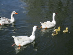 Anser anser domesticus × anser cygnoides domesticus