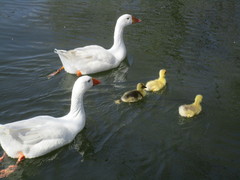 Anser anser domesticus × anser cygnoides domesticus