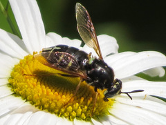Stratiomys badia
