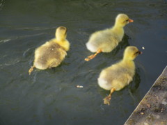 Anser anser domesticus × anser cygnoides domesticus