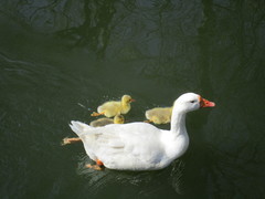 Anser anser domesticus × anser cygnoides domesticus