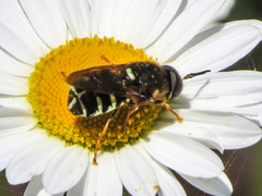 Stratiomys badia