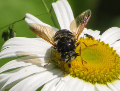 Stratiomys badia
