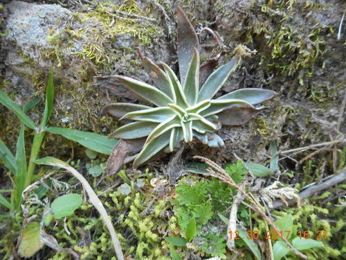 Echeveria lutea