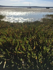 Salicornia tegetaria