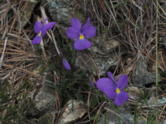 Viola bertolonii