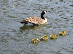 Branta canadensis