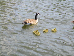 Branta canadensis