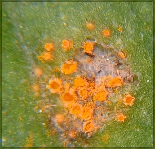 Groundsel crown rust