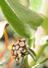 Steganocerus multipunctatus
