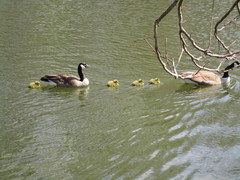 Branta canadensis