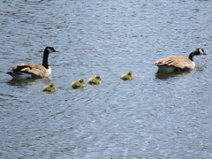 Branta canadensis