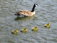 Branta canadensis