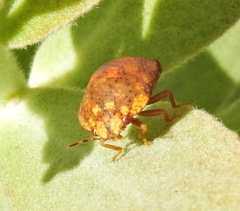 Steganocerus multipunctatus