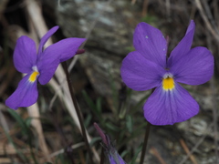 Viola bertolonii