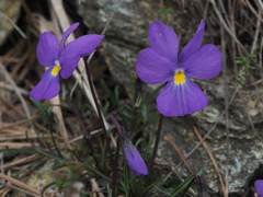 Viola bertolonii