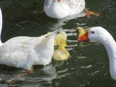 Anser anser