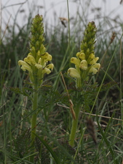 Pedicularis comosa