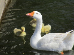 Anser anser