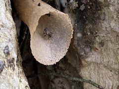 Lepidotrigona terminata