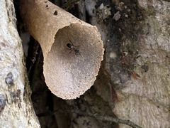 Lepidotrigona terminata