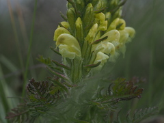 Pedicularis comosa