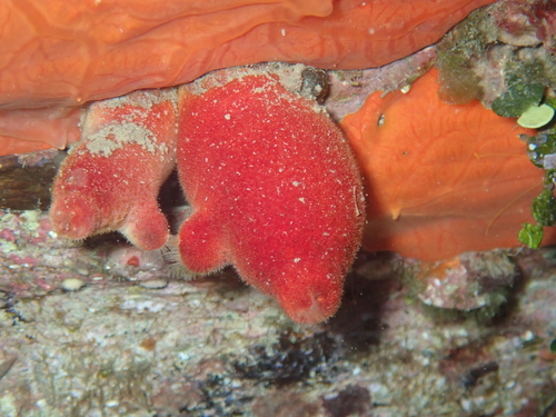 red sea squirt, photo 3 of 10