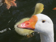 Anser anser