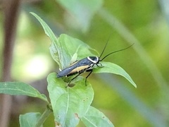 Hemithyrsocera vittata