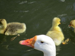 Anser anser