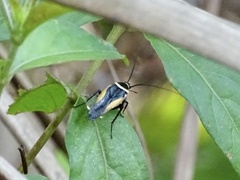 Hemithyrsocera vittata