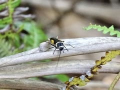 Hemithyrsocera vittata