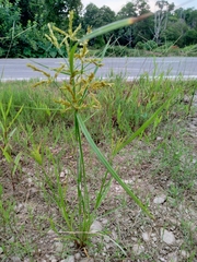 Cyperus
