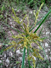 Cyperus