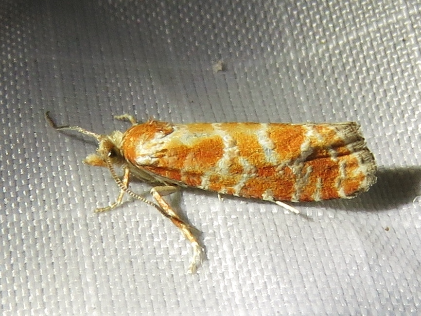 Eucosmini