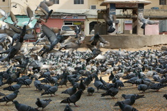 Columba livia domestica
