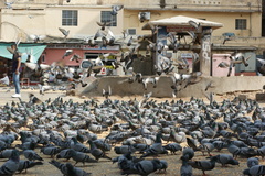 Columba livia domestica