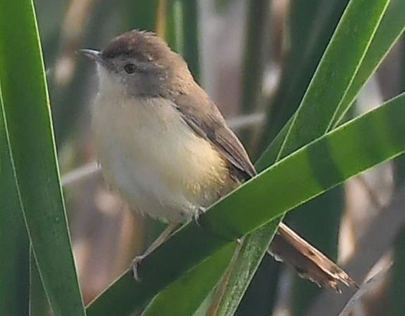 Plain Prinia