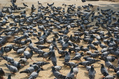 Columba livia domestica