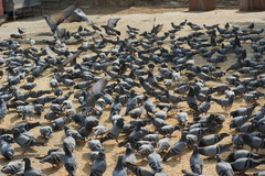 Columba livia domestica