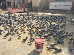 Columba livia domestica
