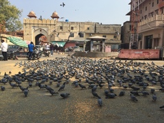 Columba livia domestica