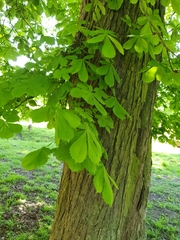 Aesculus hippocastanum