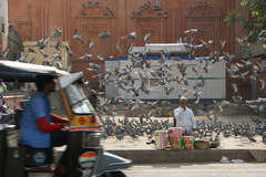 Columba livia domestica