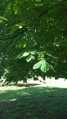 Aesculus hippocastanum