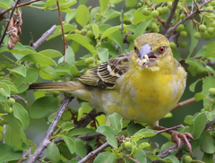 Ploceus cucullatus spilonotus