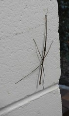 Candovia granulosa